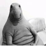 i like turtles samuel raya
