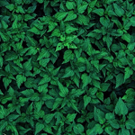 The Ivy Family