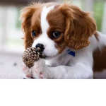 BC PUPPIES