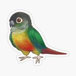 The Birb Base