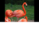 Holy Flamingo Fans
