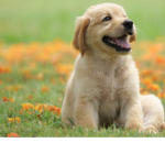 doggy!