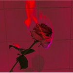 Flames and roses