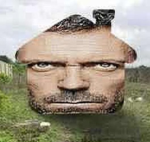 fans de ne z u ko