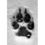 Wolf fans and animal fans!