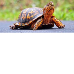 Le Turdle Squad