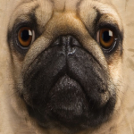 Pug donators