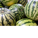 Water Melons For Life