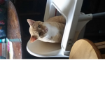 Cat money time