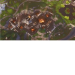 R.I.P Tilted