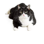 Cat gamers gang