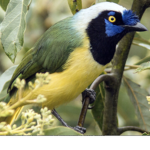 New Jersey blue jays hockey team