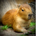 The capybara Hotel
