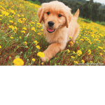 Puppy Squad......