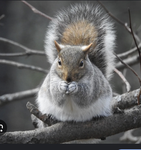 The squirrels united mb me