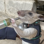 RatsStudio