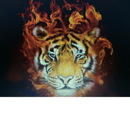 #TlGER NATION