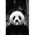 Only pandas