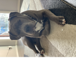 Hank_is_my_puppy