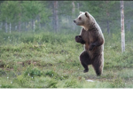 King bear's
