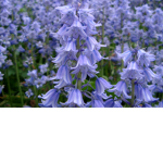 ;~;Bluebells;~;