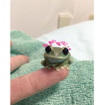cool frogs pepole