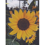 CRAZY SUNFLOWERS!