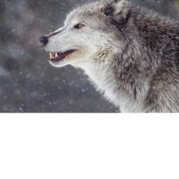 The Wolfs Eye(Rp)
