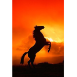 Maple Springs Stable Eventing Group