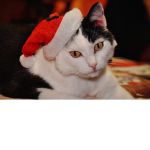 -+kool kats+-