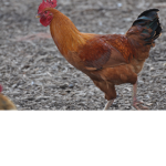 The chicken's.