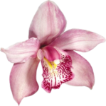 orquídeαs