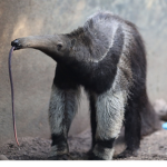 Amazing Anteaters!