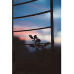 Flipping Photograph