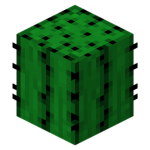 __cactus kingdom__