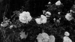 '333' Group Thumbnail