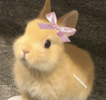 Crying bunny