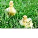The duck family~!