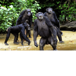 The Monke Bloodline