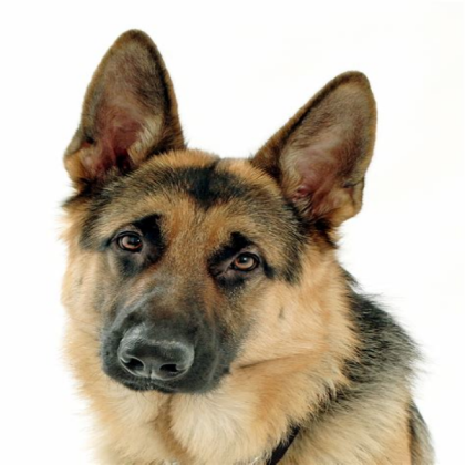 Dog Roblox decal