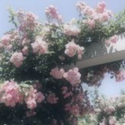 ｡⋆୨୧˚