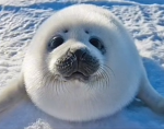 Silly seals being silly