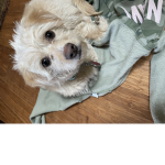 # puppies are fun