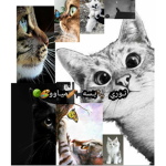 Noory cat :3