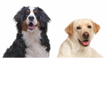 Pup Up twins (Offical)