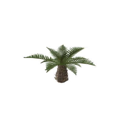 fern tree