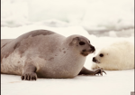 Seal place of seals