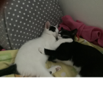 #wethinkcatsarecute
