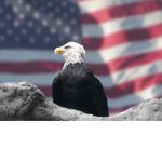 Roblox Military U.S.A