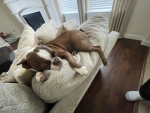 lily puppy cup clothes